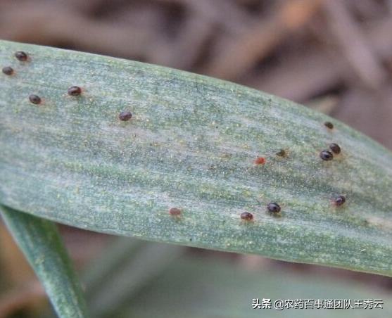 麦子蜘蛛怎么防治,小麦麦蜘蛛防治方法