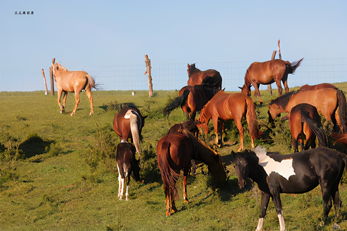 森林公园白鸟湖,乘风湖百鸟乐园