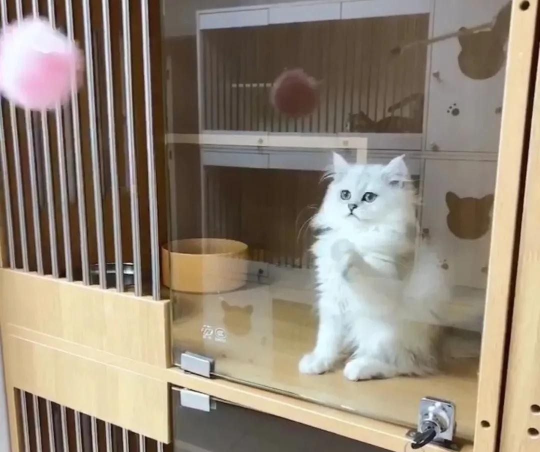 在西安卖猫赚钱,西安哪里卖猫卖得快