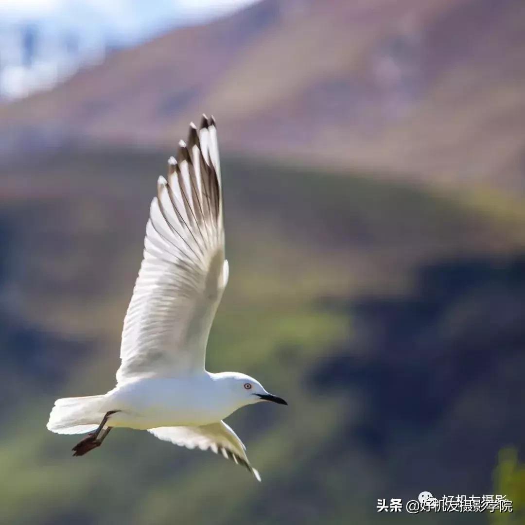 手机拍鸟镜头拍摄技巧,拍摄鸟片后期技巧有哪些