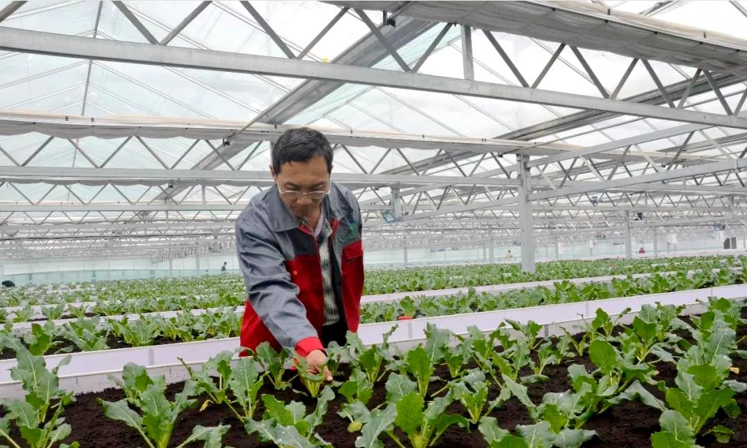 潍坊的乡村振兴发展成果,潍坊乡村振兴典型案例分析