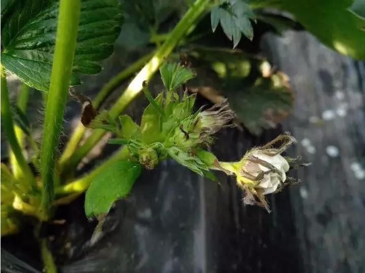 草莓缺钙的症状有哪些,草莓花托枯焦是什么原因