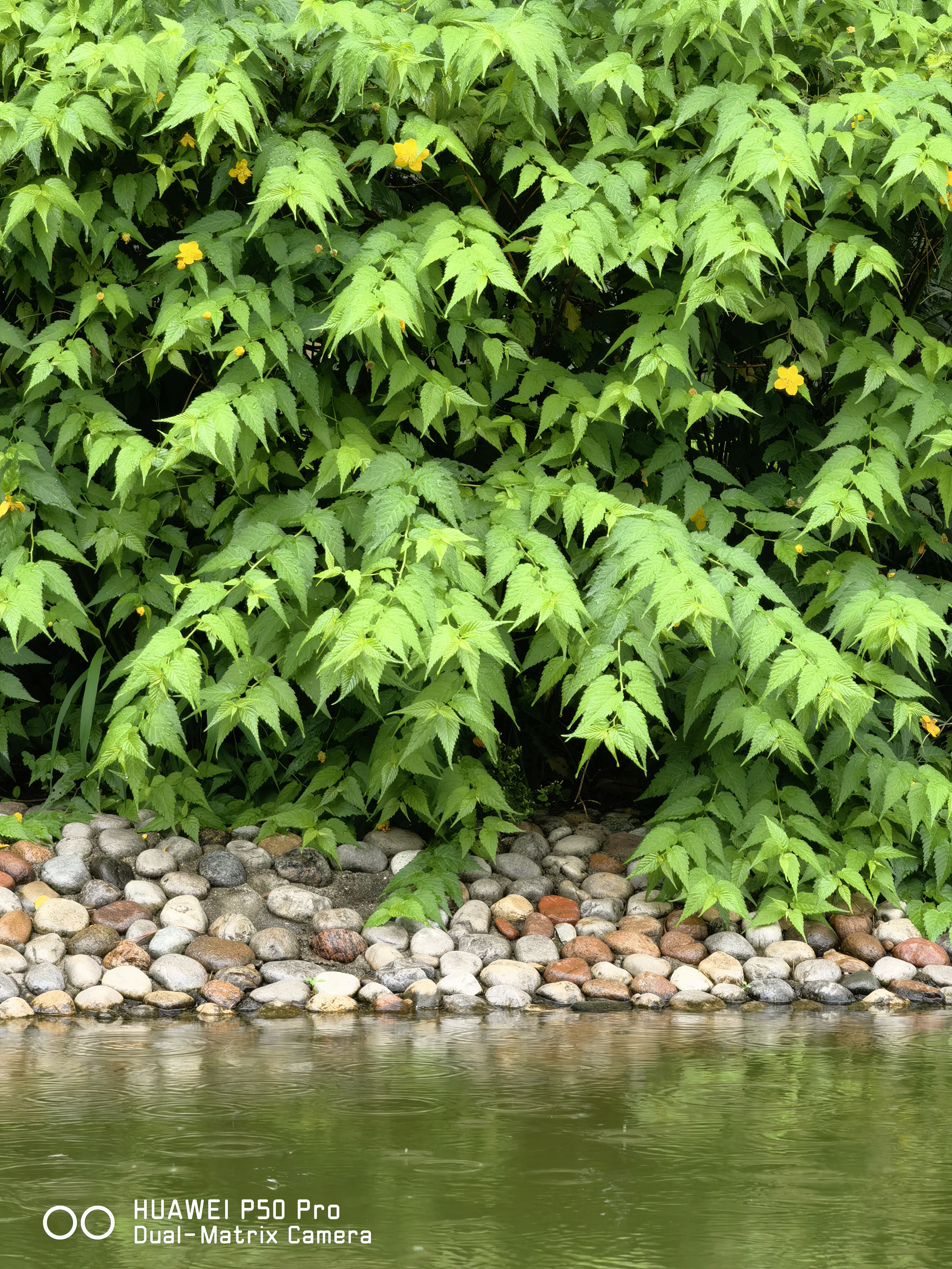 华为p50pro实测,华为p50pro变焦测试