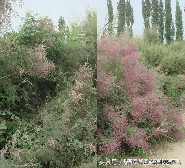 盐碱地改良技术口诀,简述盐碱地土壤改良措施