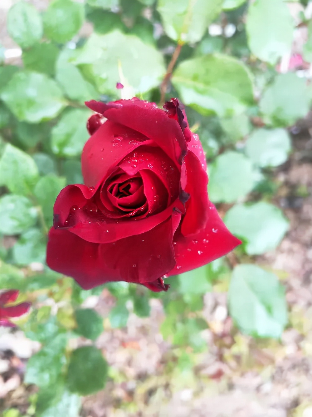 伊芙伯爵藤本月季的优缺点,艾拉绒球藤本月季优缺点