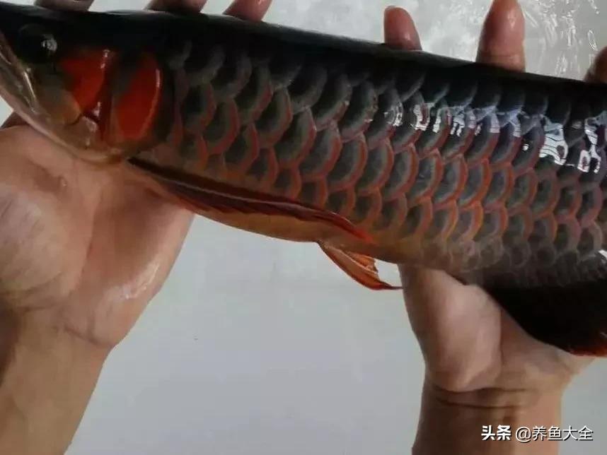 养红龙苗,养红龙如何搭配其他鱼