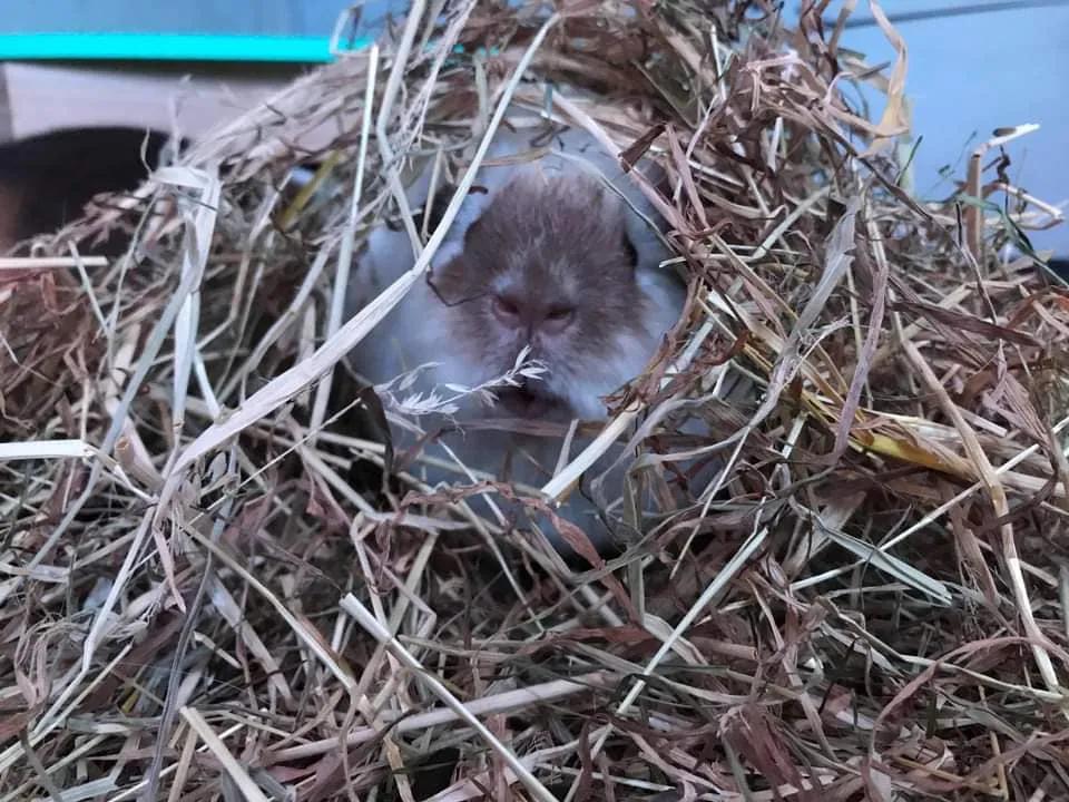 一群母豚鼠混入一只公豚鼠后：生几十只鼠崽，铲屎官年入几十万