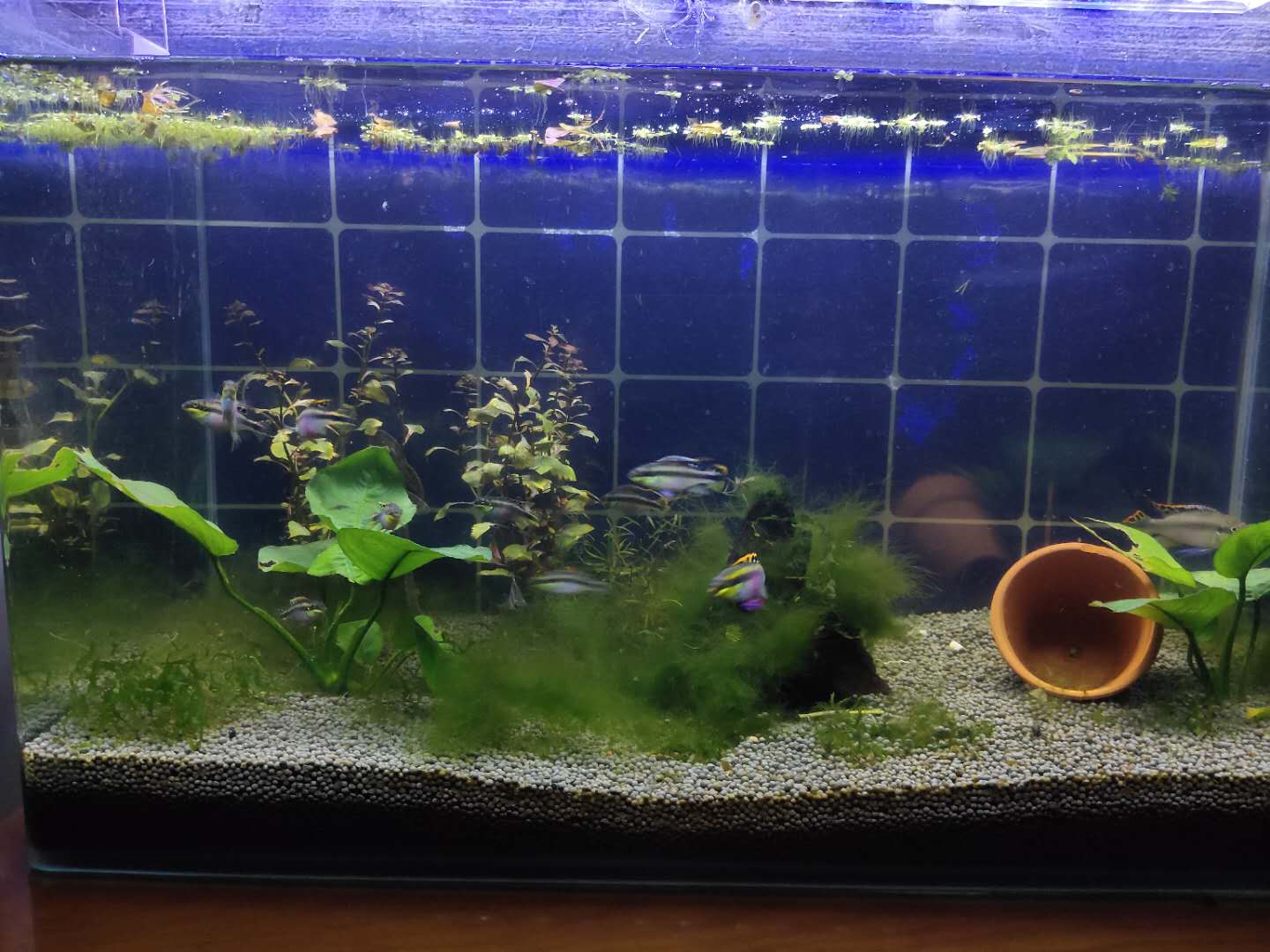 新入缸的观赏鱼怎么观察状态,观赏鱼入缸前需要注意什么