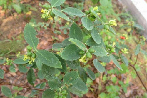 【食药科普大讲堂】不看不知道!岭南宝藏中药材图鉴(三)