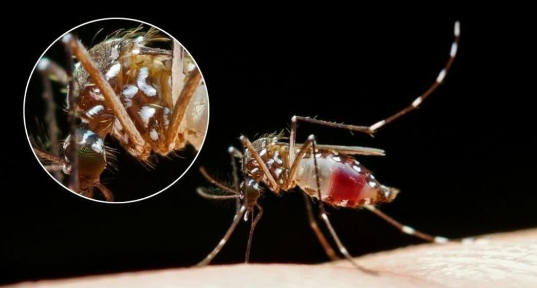 为什么母蚊子产下卵后就会死掉,科学家尝试用核技术给雄蚊子绝育