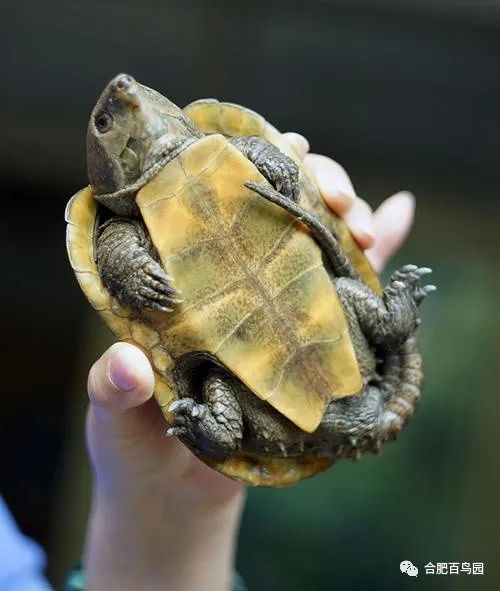 科普动物知识类短视频,龟鳖科普