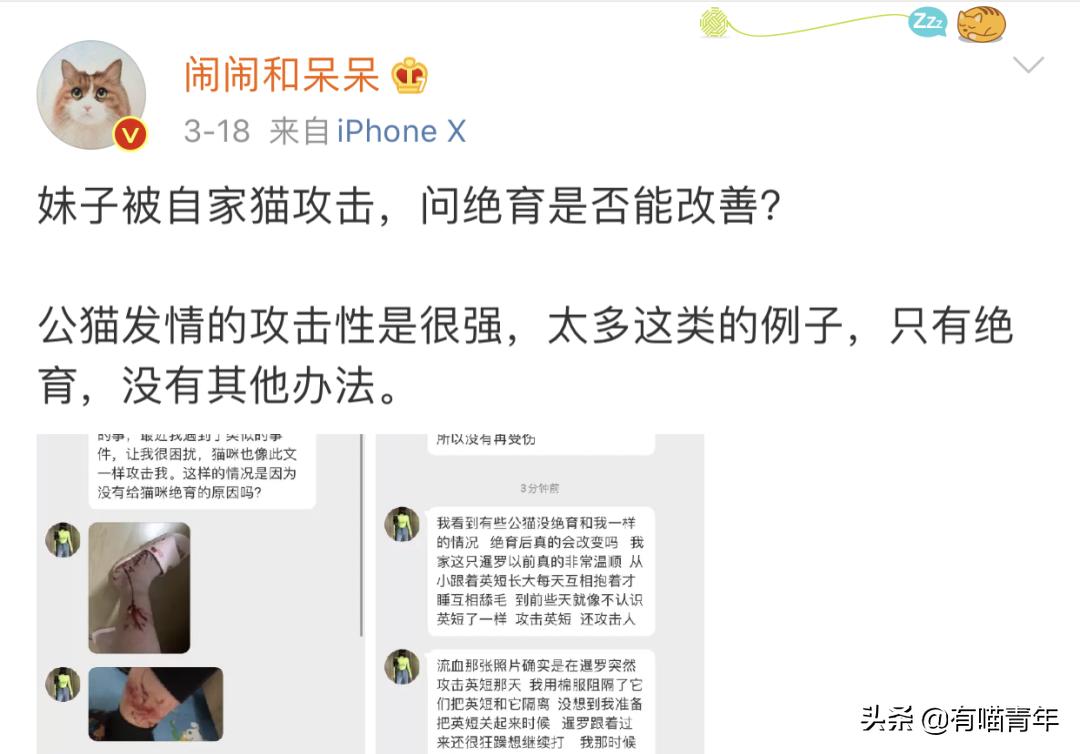 猫咪在啪啪啪的时候,究竟爽不爽?