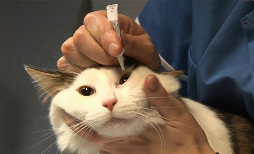 猫眼睛上面有一块黑黑的没毛,猫眼睛旁边有黑色结痂怎么清理