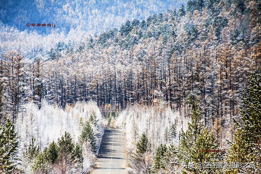 难道我误闯进了，被科考生态专家称为兴安奇景的，偃松幽径吗？