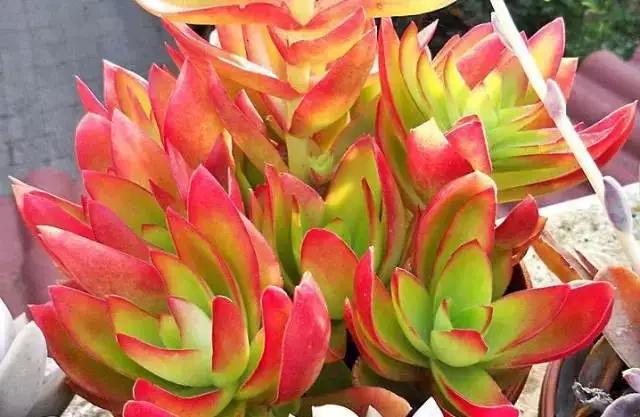 推荐轻松玩转100种常见多肉植物,700种多肉植物图鉴pdf百度云