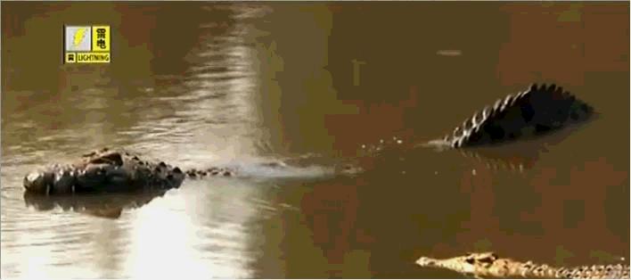 龙到底是灭绝生物还是神话生物,龙是传说生物还是真实存在的