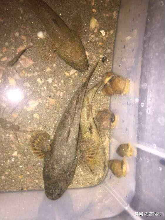 沙塘鳢怎么钓,沙塘鳢什么鱼