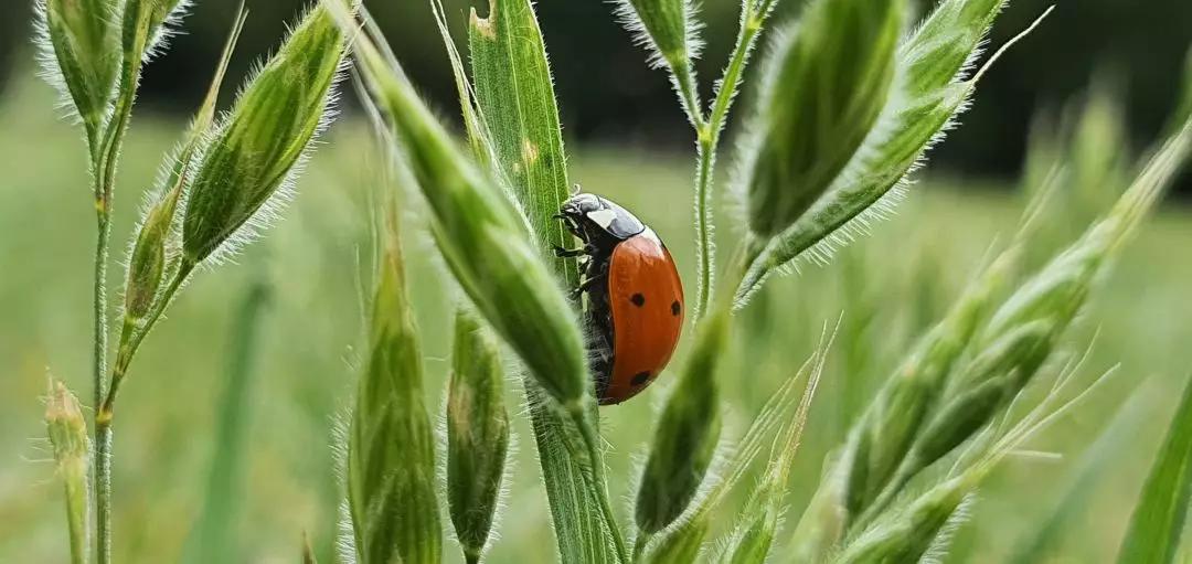 好看的鞘翅目昆虫图片,世界上最罕见的昆虫摄影