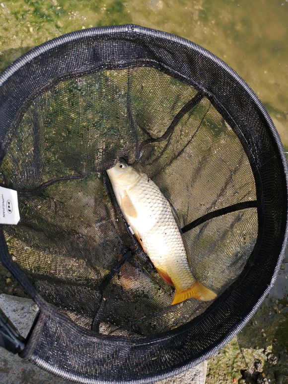 众人钓大鱼,一群人钓大鱼名场面