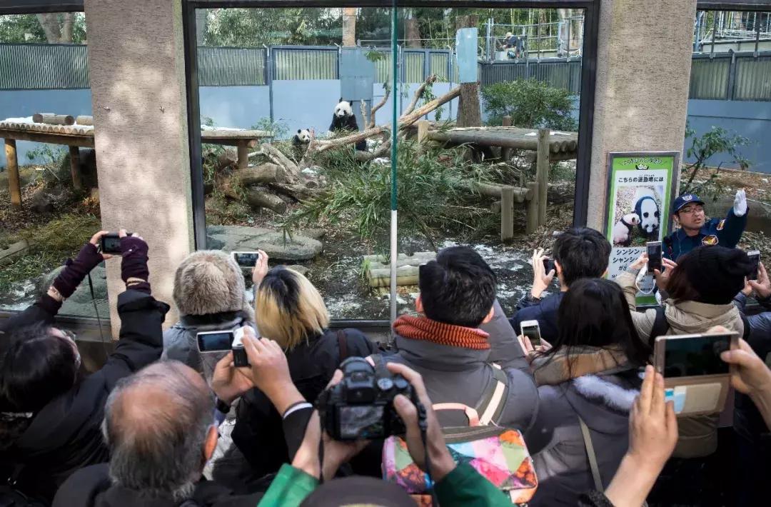 没有熊猫会怎样,比熊猫还濒危的动物中国特有动物