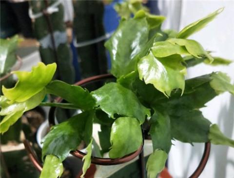 蟹爪兰开花爆盆的小妙招,蟹爪兰开花后的养殖方法