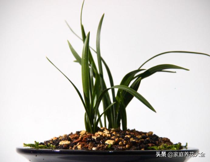 怎样使已烂根的兰花长新根,兰花烂根的养殖方法