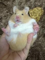 养仓鼠7天就死了,养仓鼠养到破产