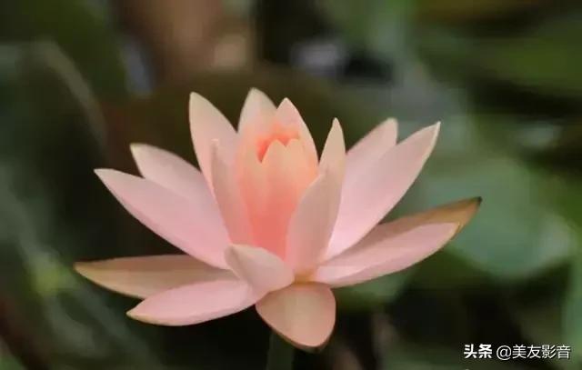 江南可采莲莲叶何田田全诗讲解,有关莲的古诗词大全