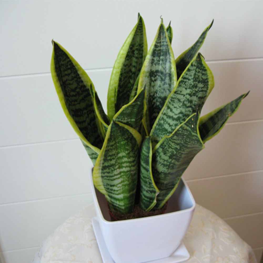 养什么植物可以湿润空气,哪些植物在家里养可以净化空气