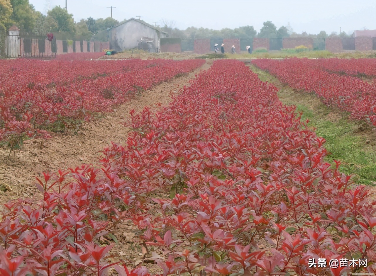 红叶石楠扦插枝条修剪工具,红叶石楠修剪技巧和方法