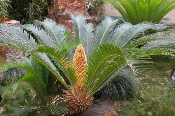 铁树的种植方法和技巧,家里放铁树是吉是凶铁树如何种植