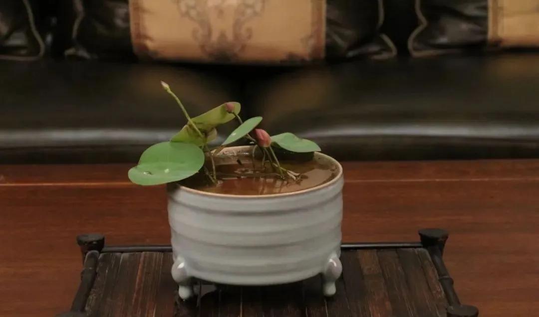 碗莲跟睡莲哪个适合鱼缸养鱼,睡莲和碗莲哪个适合在水缸养