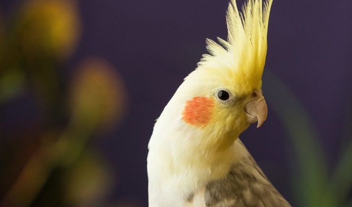 鹦鹉冬季饮食注意什么问题,玄凤鹦鹉的最合理搭配饮食