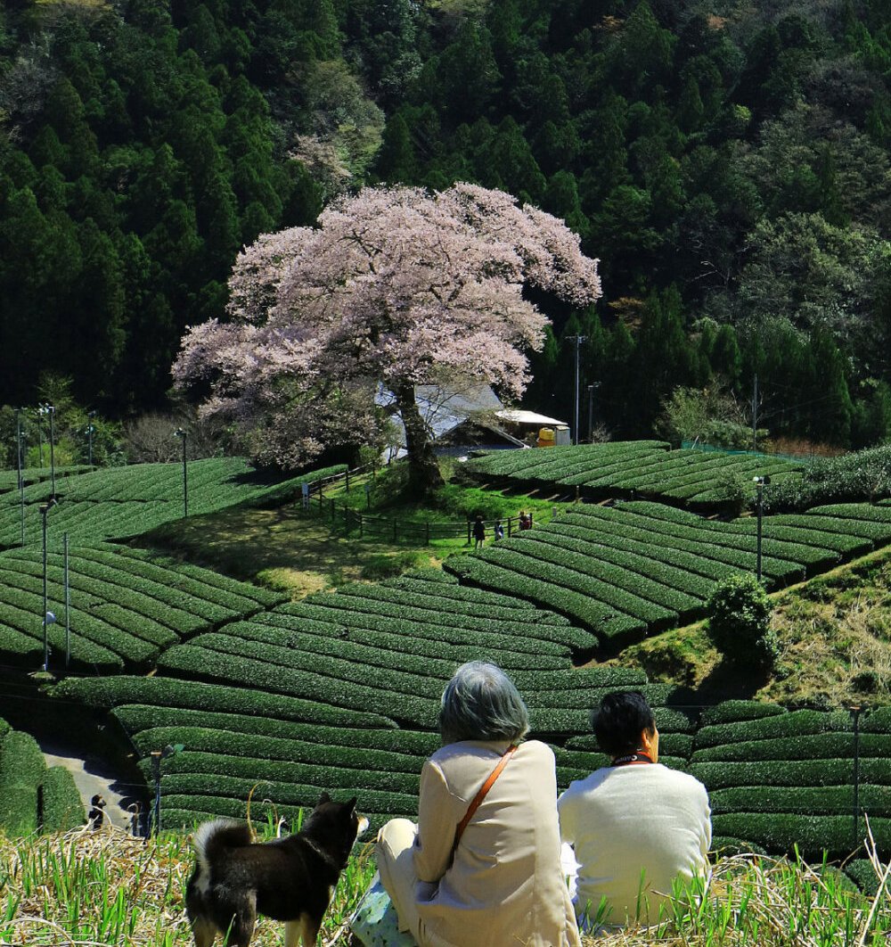 回廊落月第26章,回廊落月41
