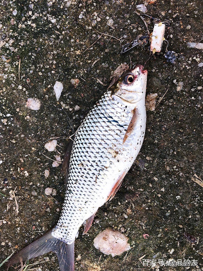 自制钓鱼钩钓鱼技巧,自制朝天钩钓鱼小窍门