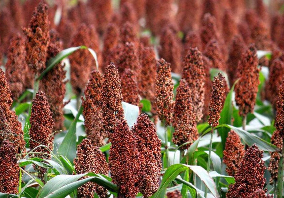 高粱的种植技术怎么种产量更高呢,高粱高产栽培技术收割时间