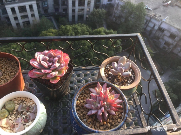 不管什么多肉都适合叶插吗,不管什么多肉都可以变老桩吗