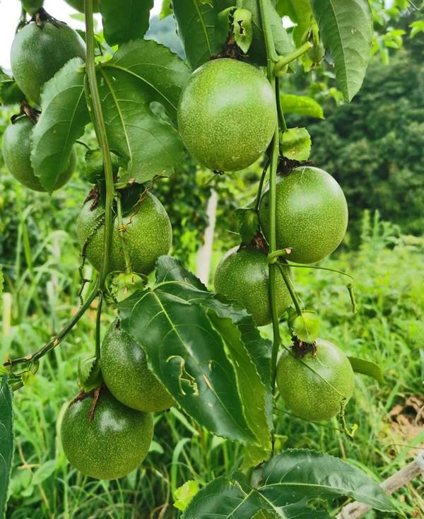 大学生回乡创业带动家乡发展事迹,农村大学生创业养羊基地