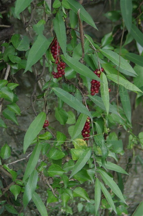 铁箍散泡酒的功效与作用,铁箍散植物