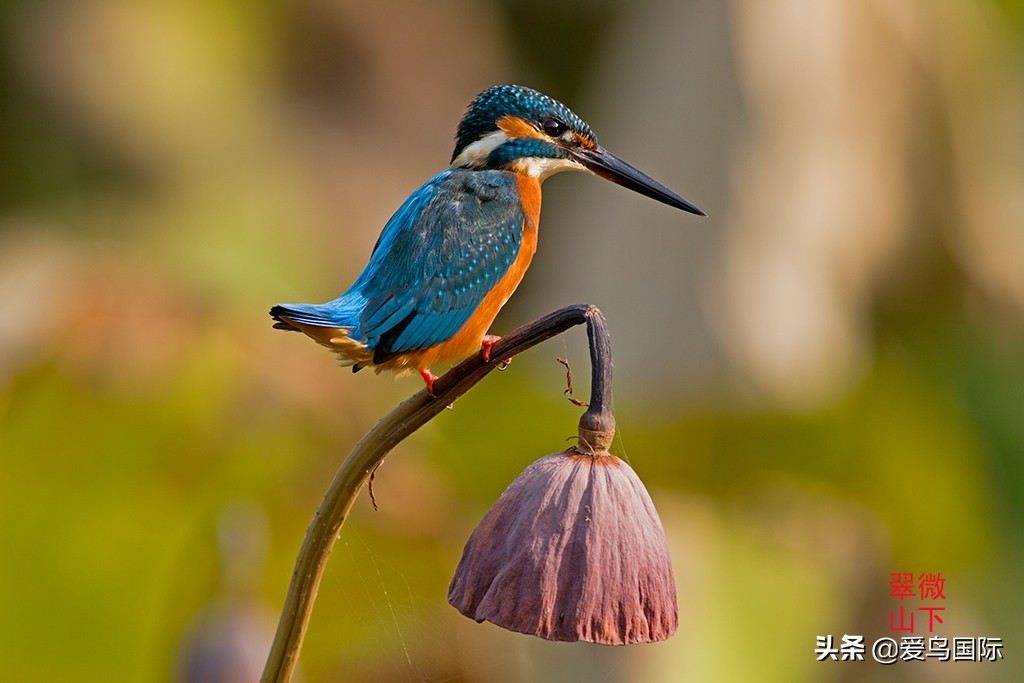 极简鸟类摄影欣赏,2019鸟类摄影作品欣赏