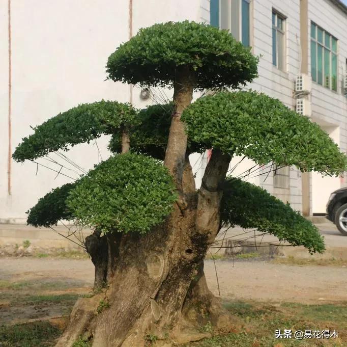 盆景制作技法与鉴赏教案,盆景制作与欣赏文章