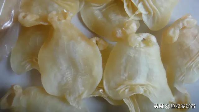 鱼胶冻的保质期,鲜炖鱼胶保质期