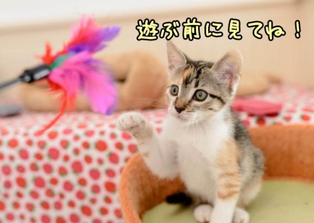 跟小猫玩逗猫棒的技巧,和猫玩逗猫棒玩多久