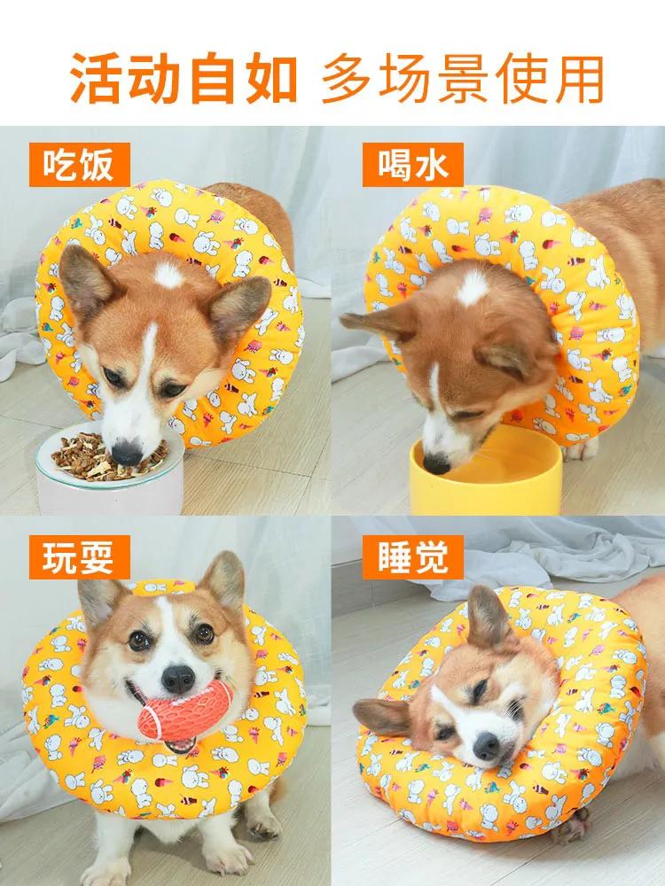 狗狗皮肤病去宠物医院如何防坑,狗狗的皮肤病用什么药好得快