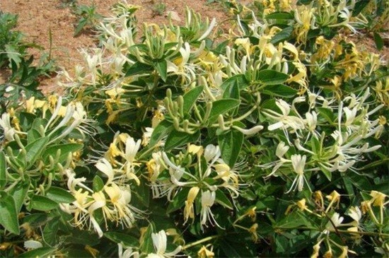 树的花语你知道是什么吗,你知道茉莉花的花语吗