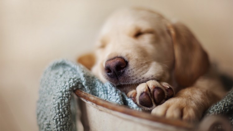 伤害汪汪健康的“吃纸”,必须根儿上杜绝