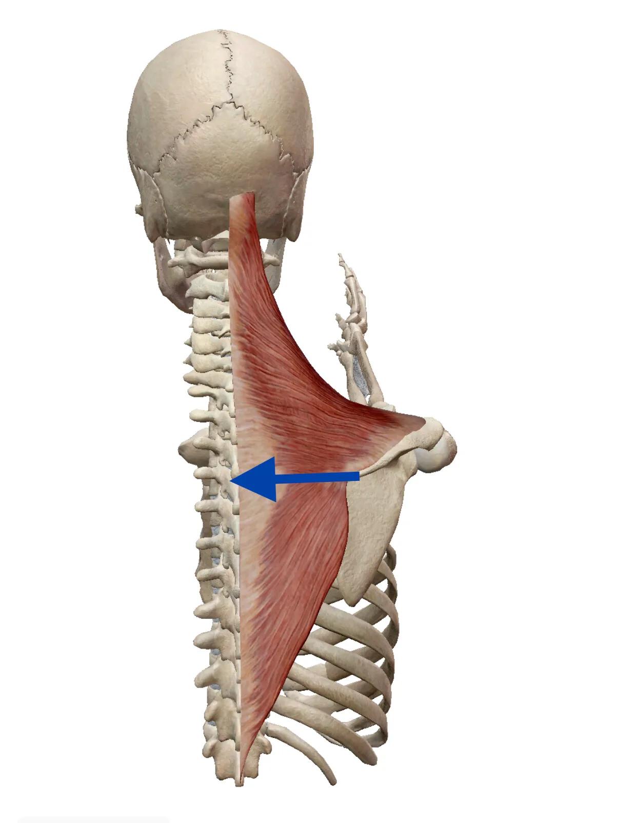 后背麻疼,后背麻疼选择哪种方法治