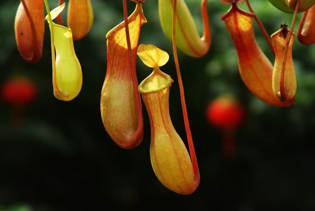 十二属相对应的植物,十二生肖中最罕见的植物