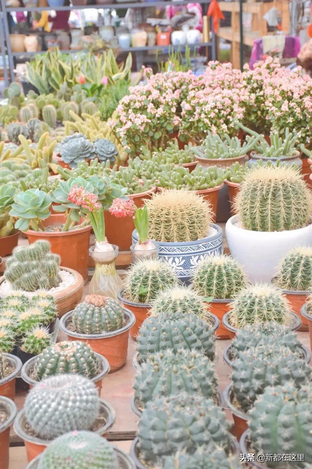 三圣花卉市场正规吗,三圣乡花卉市场今日现状