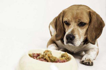 狗狗缺钙怎么办如何帮助狗狗补钙,狗狗缺钙吃什么补钙最快